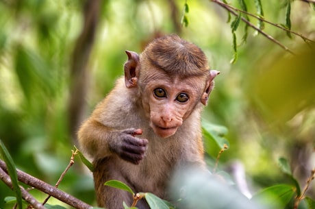 猴子视频：与自然亲近的奇妙体验