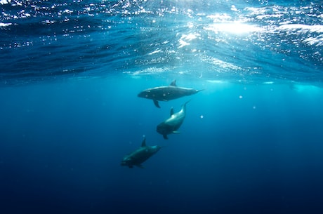 大白鲨：海洋中的霸主
