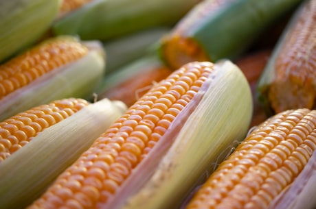 河北农民频道在线直播：农业专家指导上千名农民如何科学种植玉米