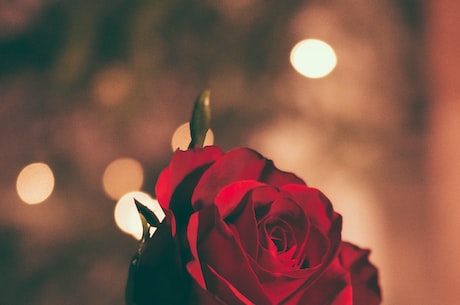 送人玫瑰手有余香 - 如何送出有意义的玫瑰？