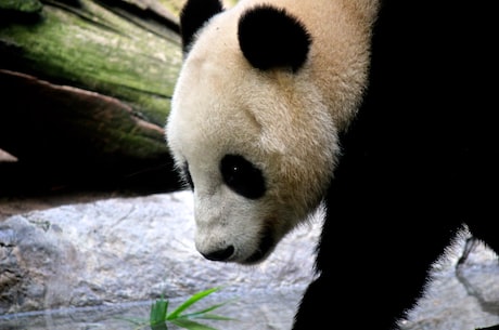 首对圈养熊猫诞生！