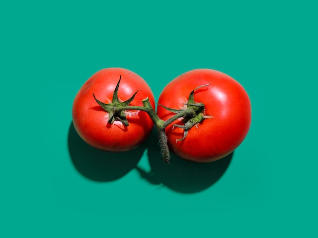 如何进行番茄种植